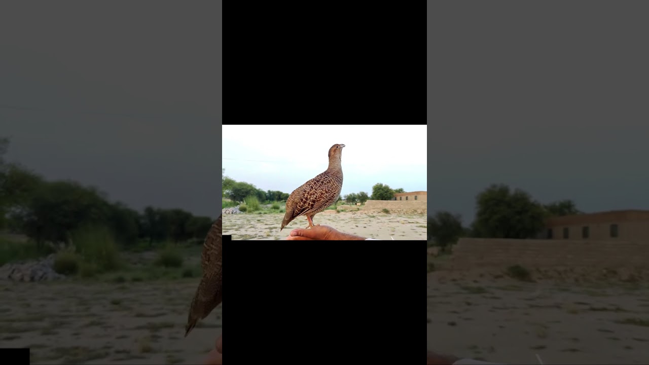 Dakhni Teetar Amazing Voice 🐦🔥 | Best Dakhni Call by Dakhni Teetar Voice