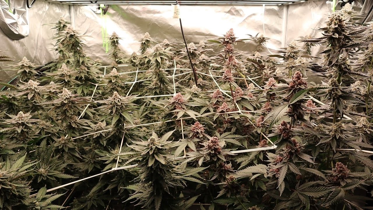 Week 7 Flower and multi-tent update! Mars Hydro FC-E 8000 Smart Light!