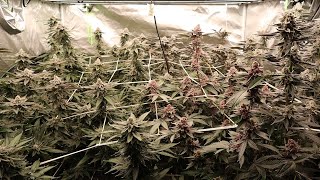 Week 7 Flower and multi-tent update! Mars Hydro FC-E 8000 Smart Light!