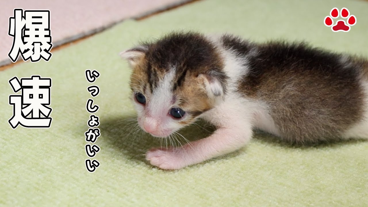 甘えん坊の赤ちゃん猫、遠くへ置いたら「ハイハイ」で爆速接近して指をチュパチュパ、ご満悦【瀬戸のステラ＆クロエ日記】