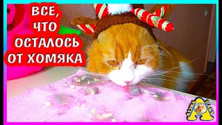 Всё, что осталось от хомяка / Что натворил кот Вася / Алиса Изи Петс /Alisa Easy Pets