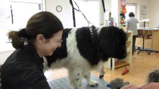 Neufundländer Wird Ausgebürstet Im Hundesalon Bello- Miez Hoppel