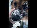Заберу я его собой сколько же лет он охранял лошадей.