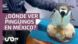 ¿Dónde ver pingüinos en México?