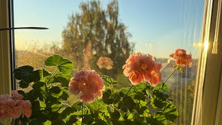 картинка: МОЙ ДОМ / ПИТОМЦЫ МОИХ ЗРИТЕЛЕЙ / КАША С ТЫКВОЙ В ГОРШКЕ