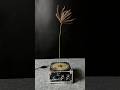 Tesla coil + plant ep1