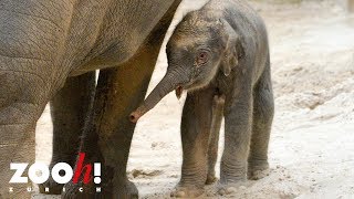 Geburt Im Kaeng Krachan Elefantenpark