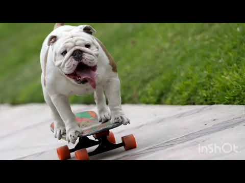 Видео: Модная новая порода бассет-хаунд для собак