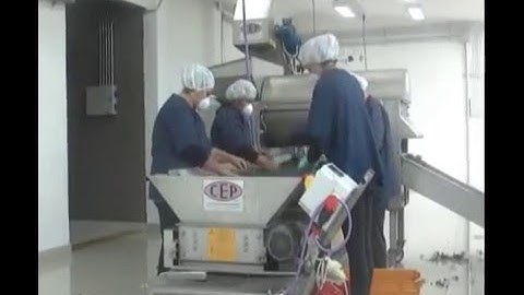 Selection Line  Reception Grape Destemming/Selection Line Reception Uva Egrappage et en fouloirs