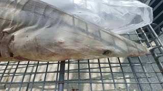 Famous Sharks found in unusual areas Wealth