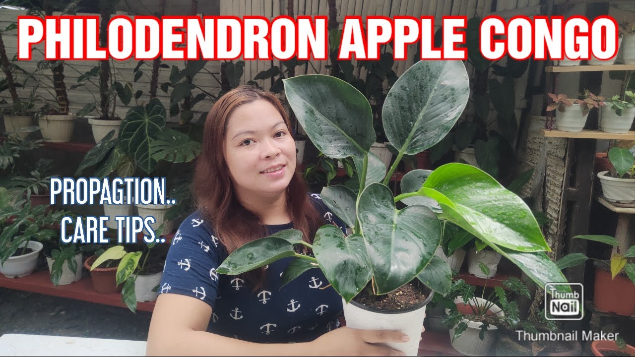 PHILODENDRON APPLE CONGO PROPAGATION... YouTube