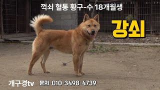 #개구경tv #토종진도견 #진돗개 #진도견 #토종견 #국견 #우리개 #진돗개황구 #강쇠 영상 입니다