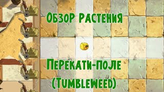 Обзор Перекати-поле (Tumbleweed), растение из Plants vs Zombies 2