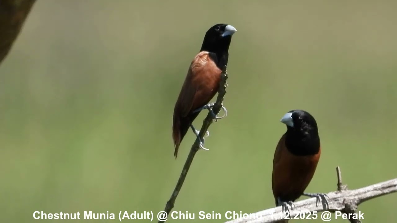 Chestnut Munia (Adult & Juvenile) @ Chiu S C DSCN0626