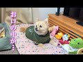 ペロペロが止まらないポメラニアンのポメくん