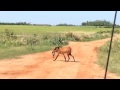 Lobo guará  com capivara na boca - Pantanal Fazenda San Francisco -Video de Bruno Freitas