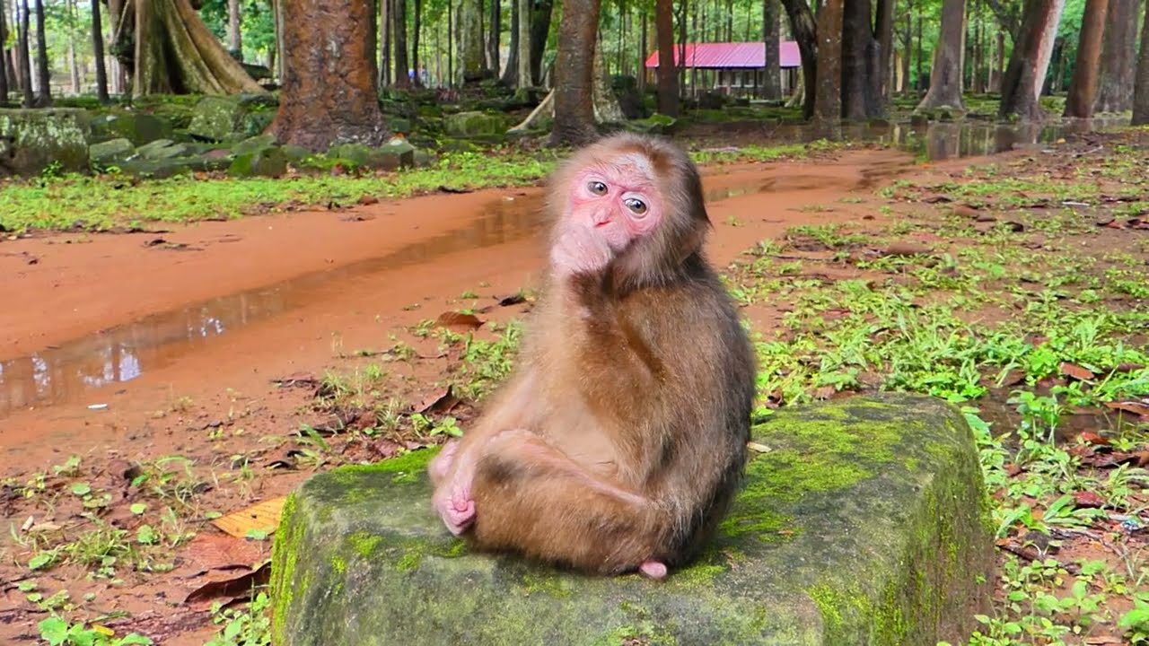 Angry with Tinky, poor Baila lets out a loud cry and tries to bite and chase her in this manner.