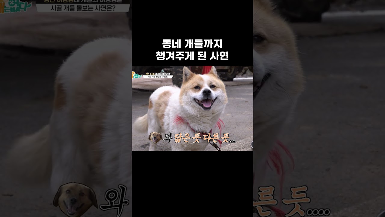 동네 개들까지 챙겨주게 된 사연 #왜그러냥귀엽개 #shorts