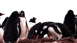 Gentoo Penguins in Antarctica – Love, Survival & the Harsh Beauty of the Ice 🐧❄️