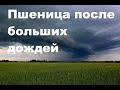 Пшеница, всходы подсолнуха после ливней, затопило поля. Запорожская область