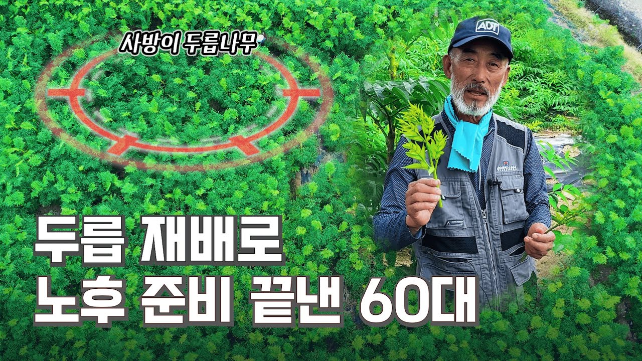 두릅 재배로 노후 준비 끝낸 60대! 보성 둥지농원 대한두릅연구소 이춘복 회장_고소득작물 여름두릅_이형두릅_참두릅_두릅종근_두릅묘목│부자농부