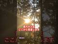 【奇跡映像】黄金に輝く天照大御神様*神様に呼ばれないと辿り着けない玉置神社*遠隔参拝*#shorts