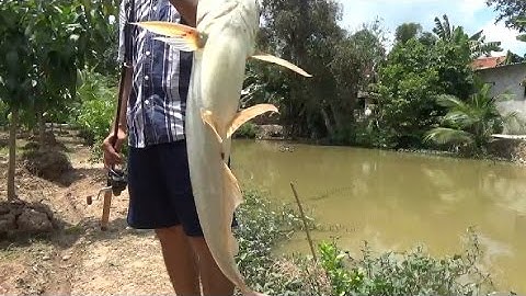 CÂU CÁ TRA VỀ NẤU CANH CHUA |MÓN ĂN MANG ĐẬM BẢN SẮC MIỀN TÂY|