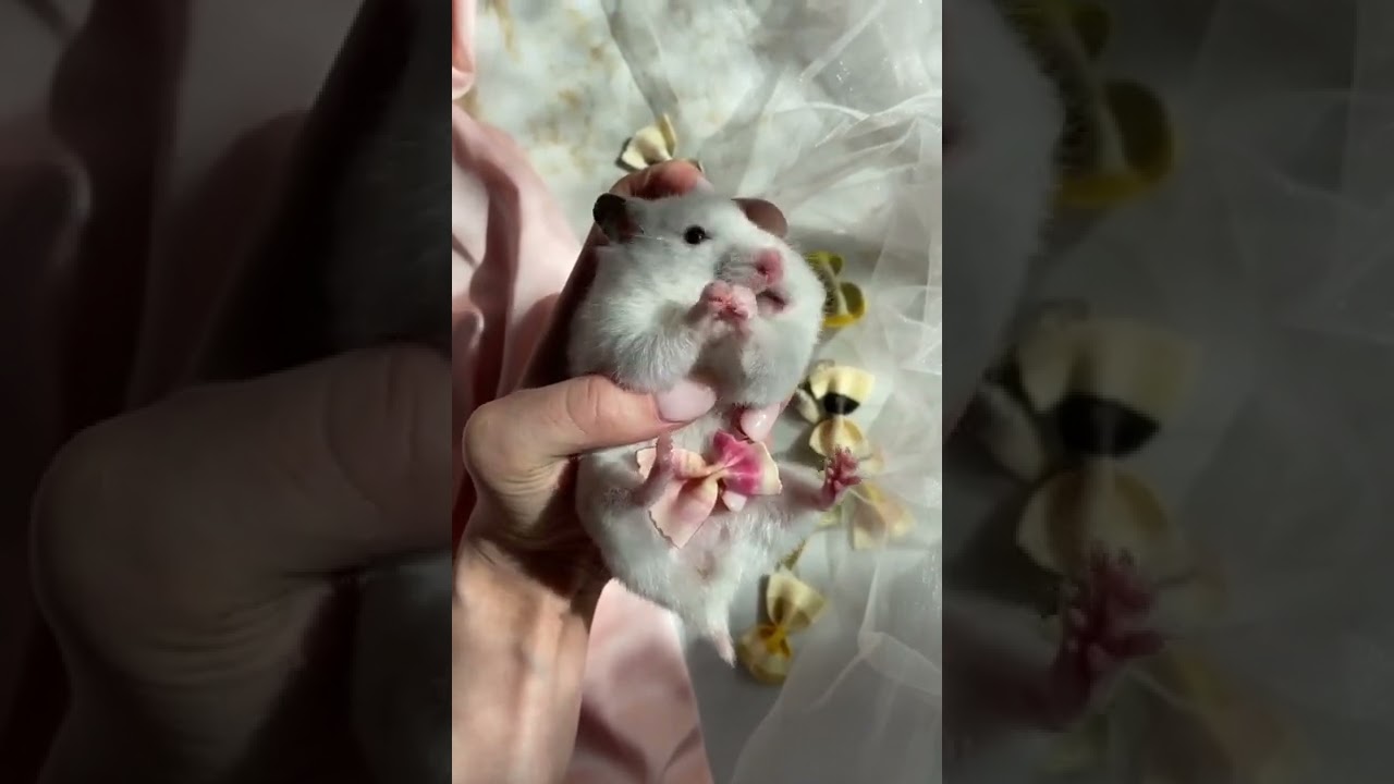 Hamster Sound Effects Real Hamster Sound Effects Hamster Squeaking Sound