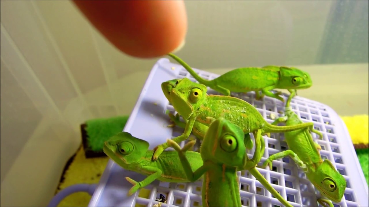 エボシカメレオンの赤ちゃん Baby Veiled Chameleons Youtube