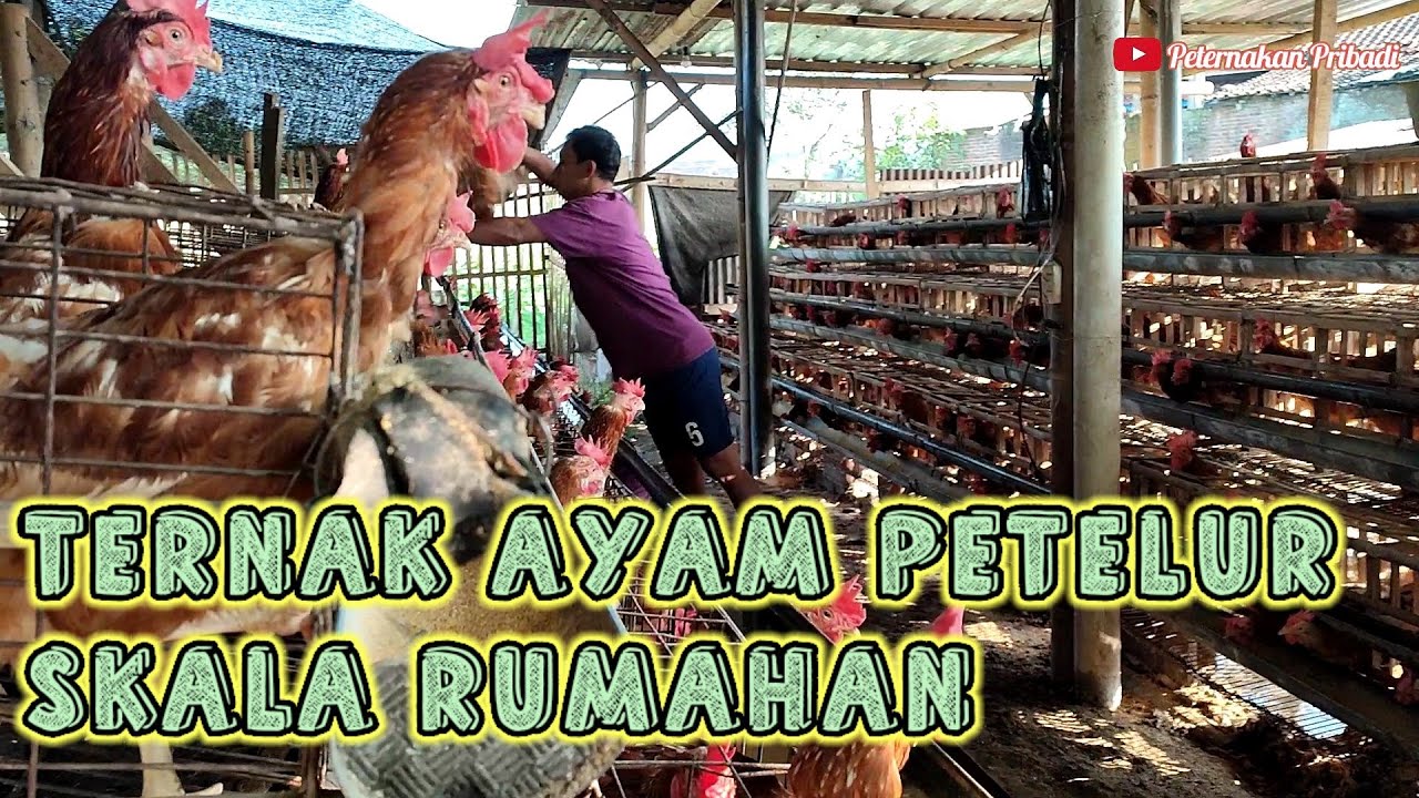Mengelola Peternakan Ayam Skala Kecil: Panduan Praktis untuk Pemula Mengelola Peternakan Ayam Skala Kecil: Panduan Praktis untuk Pemula