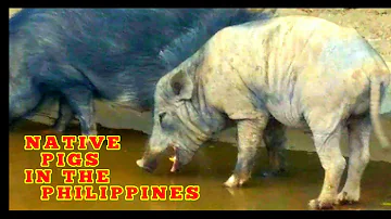 NATIVE PIGS IN THE PHILIPPINES