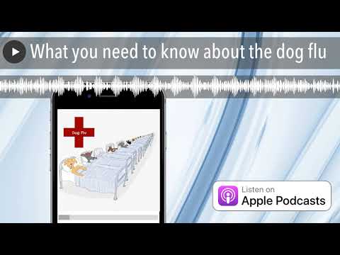 Vídeo: Dog Flu continua a se espalhar - é seu cão seguro?