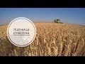 Уборка пшеницы 2020 ВСЕ-ТАКИ СПАСЛИ