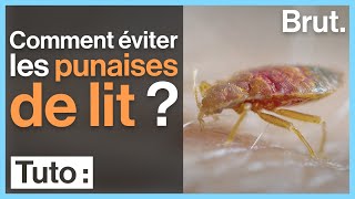 Comment éviter les punaises de lit ?