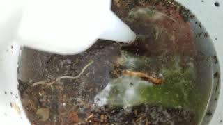How to Catch Your Own Springtails for Your Terrarium