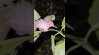 Lantern cicadas, tailorbirds, and moths