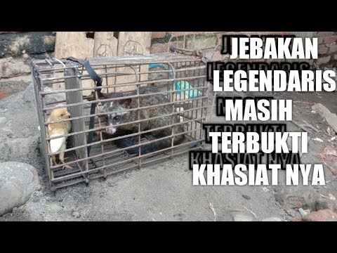 MEMBUAT PERANGKAP MUSANG LEGENDARIS #yendry fishing