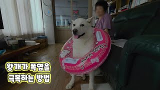 왕개가 폭염을 극복하는 방법❄️