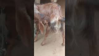 goat farm #funny #freefire #foryou #fyp #funnyvideo #food #fypシ #fortnite #football #facts #shorts