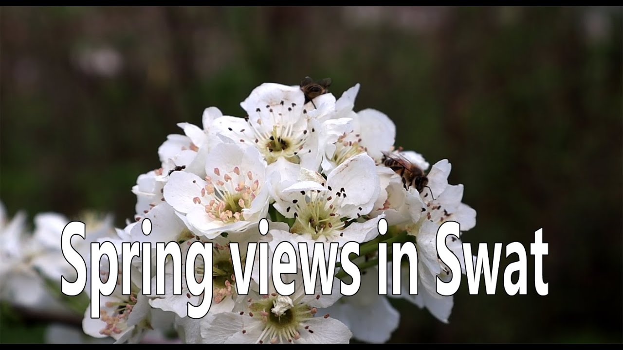 Swat,Beautiful views of spring