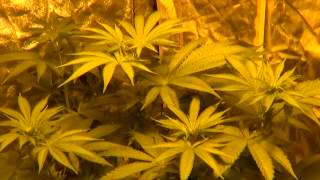 Social Grow LA Affair Flower Update #2