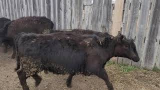 Wiebe Replacement Heifers at LLA 4/12/2022