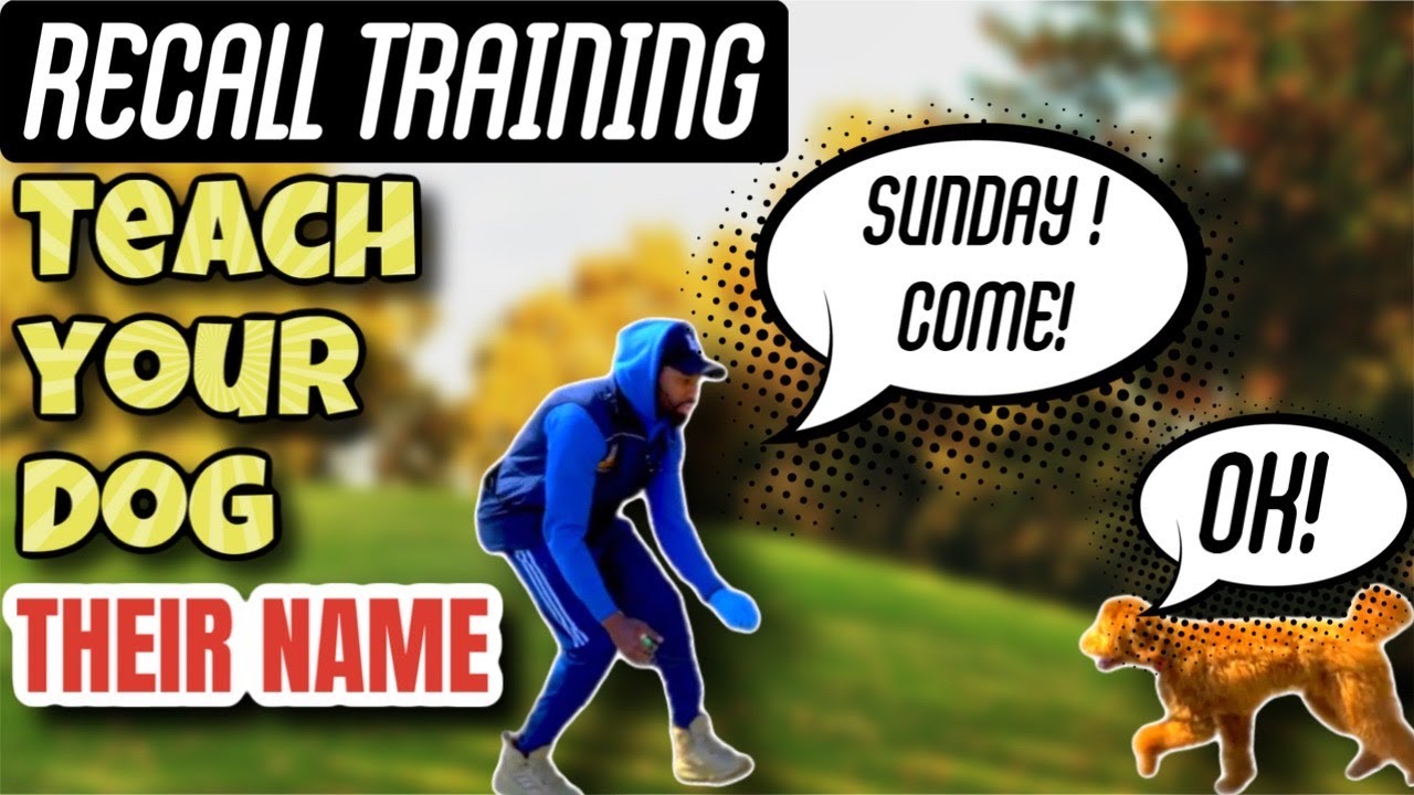How To Teach Your Puppy / Dog Their Name + RECALL TRAINING - YouTube