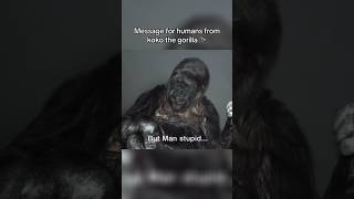 KOKO The Gorilla Warning To Humans 😢 @MrAdonis01  #Shorts