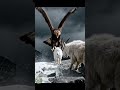 Mountain Goats Defying Gravity on Impossible Cliffs |Animals of Our Earth #wildlife #animals #shorts