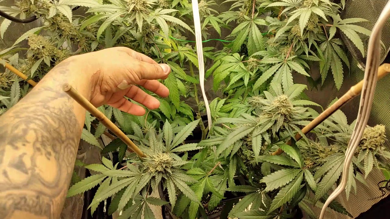 Week 6 in flower & she is frosted out and hard nugs