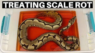 Beginners Guide To Treating Scale Rot In Ball Pythons - Benjamin's Exotics