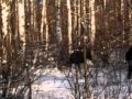 Лось напал на Человека / The elk has attacked the human