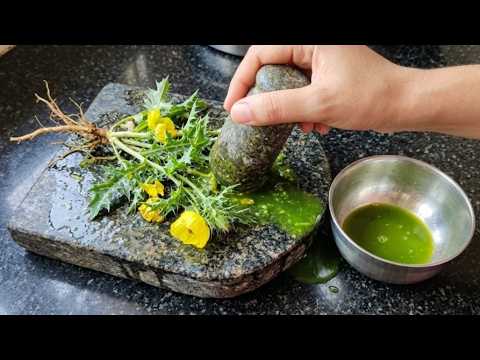 भयंकर शारीरिक कमजोरी और पुराने दाद खाज का सर्वनाश करता है सत्यानाशी पौधा  Satyanashi Plant Benefits