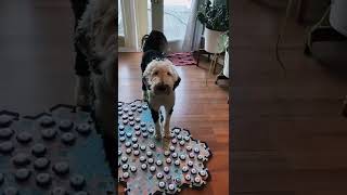 Famous 3 72656 I am Bunny Best interruption ever#loveyou #talkingdog #sweete Profile